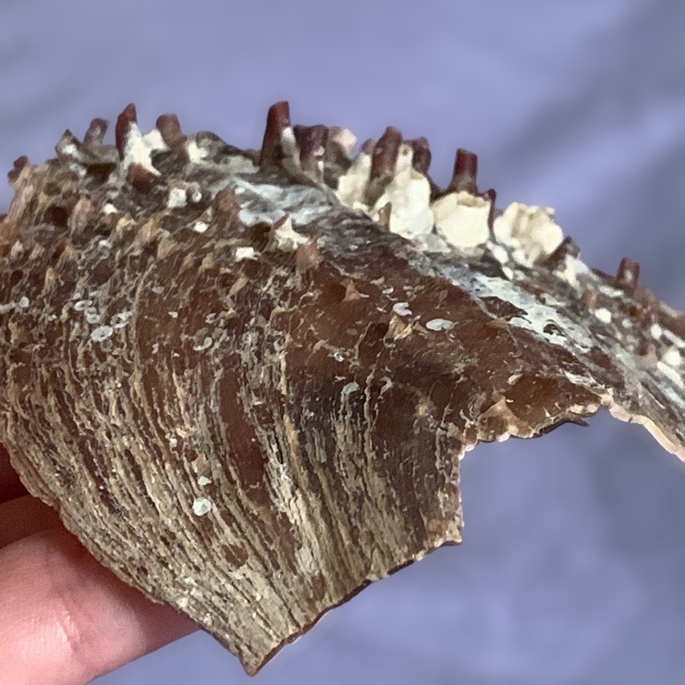 Stiff Pen Shell B with barnacles